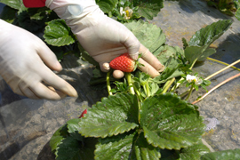 Farm worker picking strawberries from low lying strawberry plants.   Watsonville, California. Source: iStock