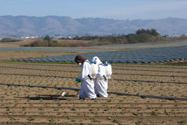 Two farm workers spraying insecticide on newly planted  strawberries, on a farm along the Pacific Coast, Watsonville,  California. Source: iStock.