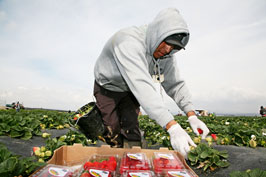 In the Watsonville and Salinas areas, where strawberry nurseries are located, have in the past reached or exceeded the monthly use levels.  Photo by David Bacon