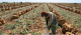 “As Common As Dirt: In the Fields of California, Wage Theft is How Agribusiness is Done,” details the case of CRLA’s client Ignacio Villalobos from Imperial County.