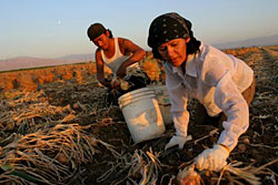 Farmworkers top and bag onions at sunset. Onion harvesters work in regions where the temperature climbs to 105ºF. Photo by David Bacon